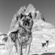 Greenland sled dogs.